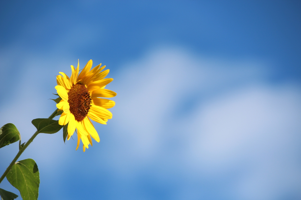 Sunflower Minimalism