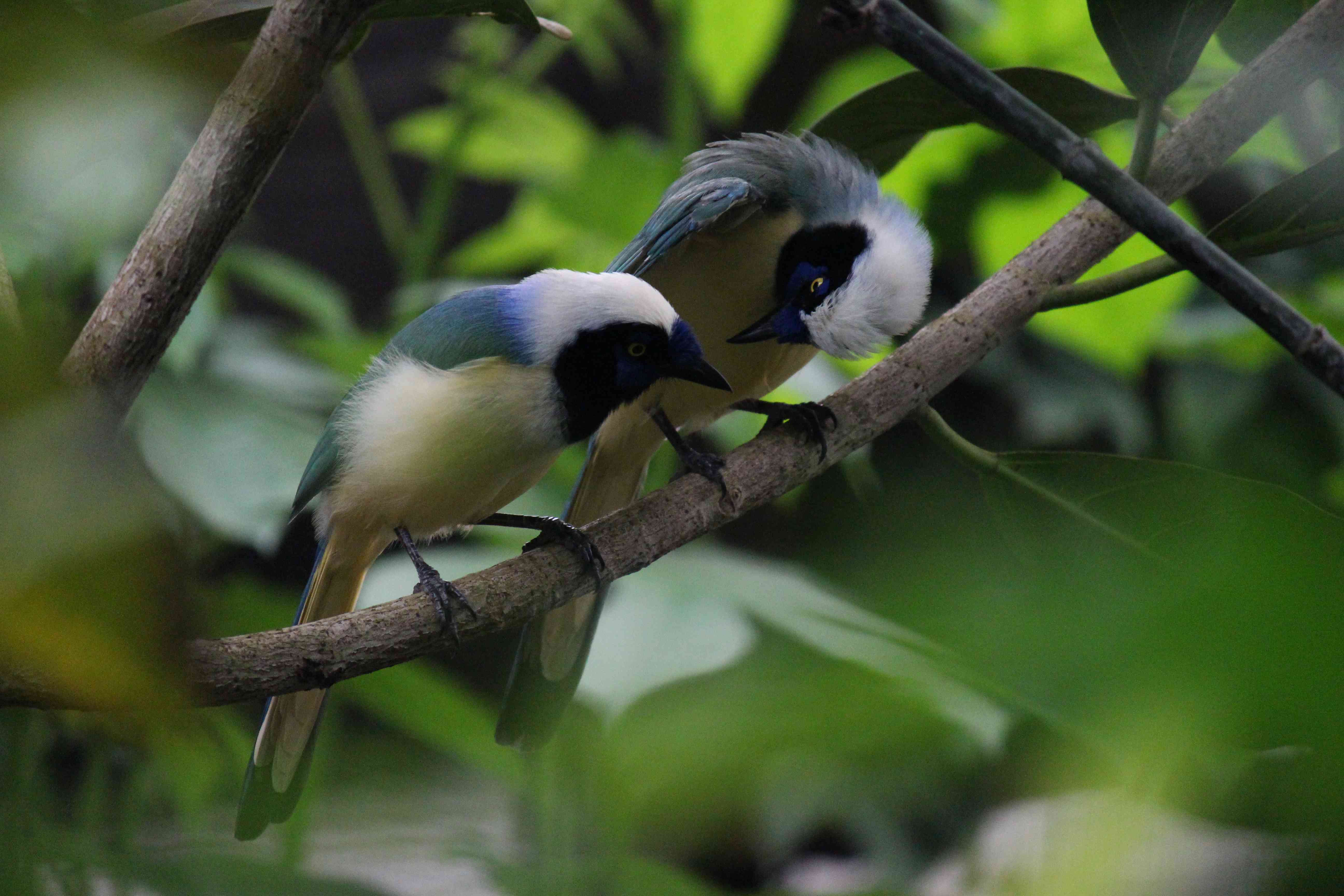Two birds flirting