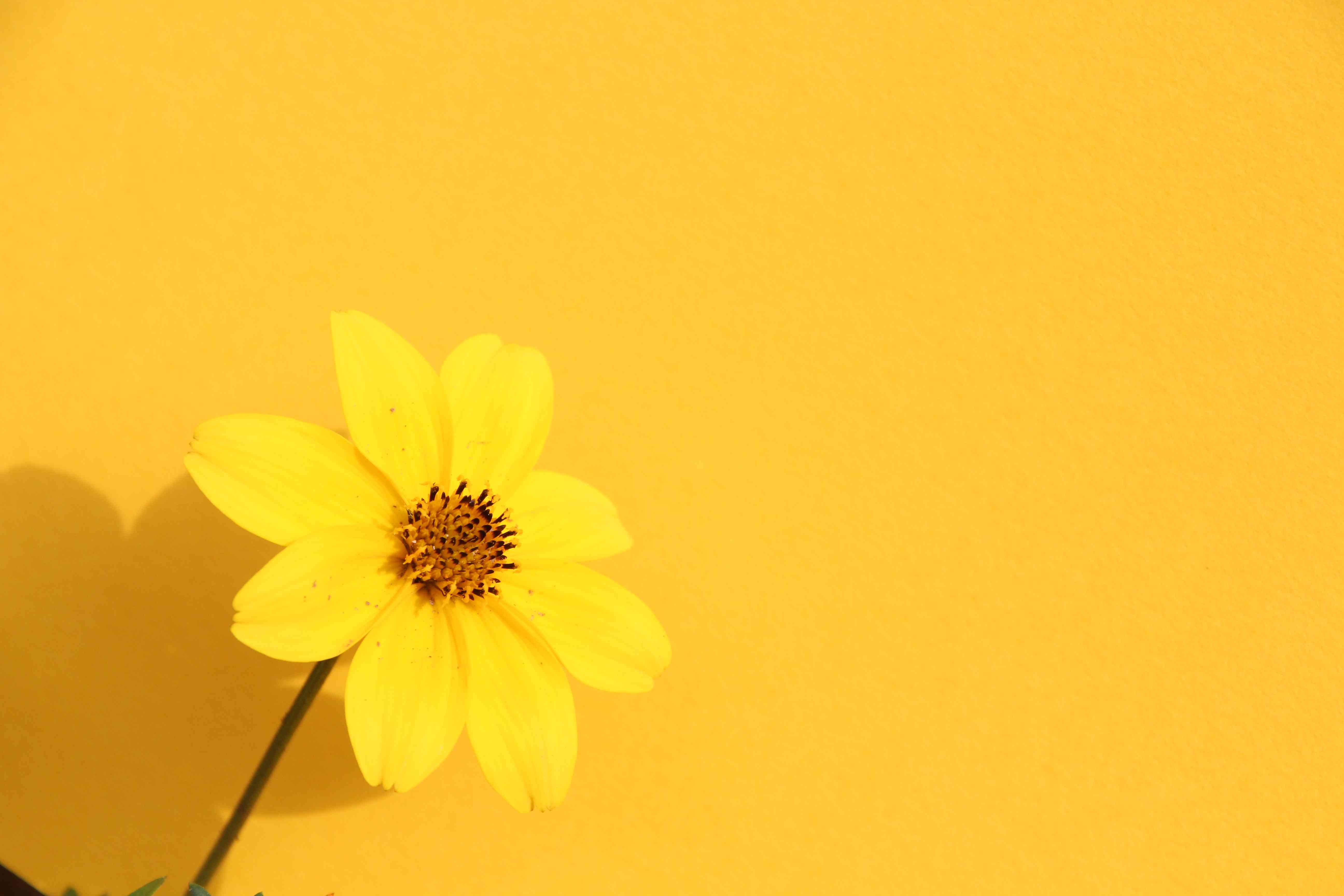 nice yellow flower on yellow background