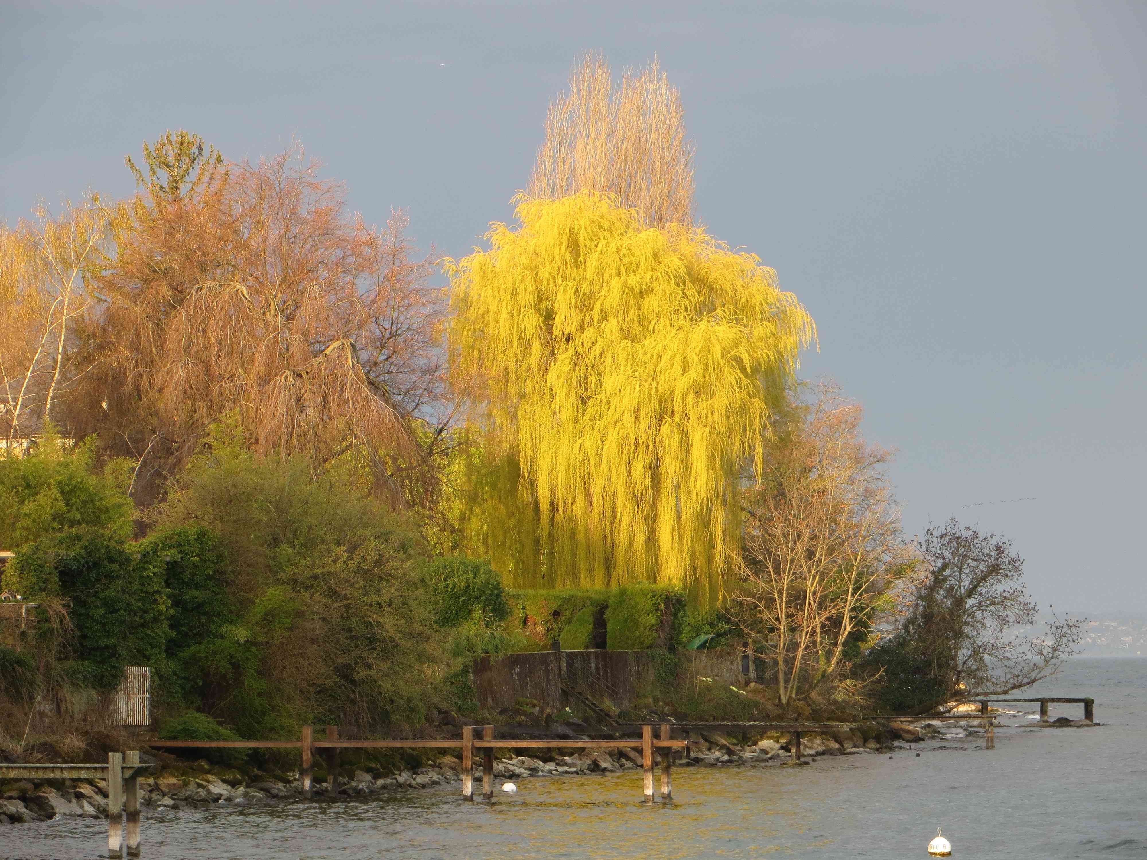 Trees near Lake of geneva