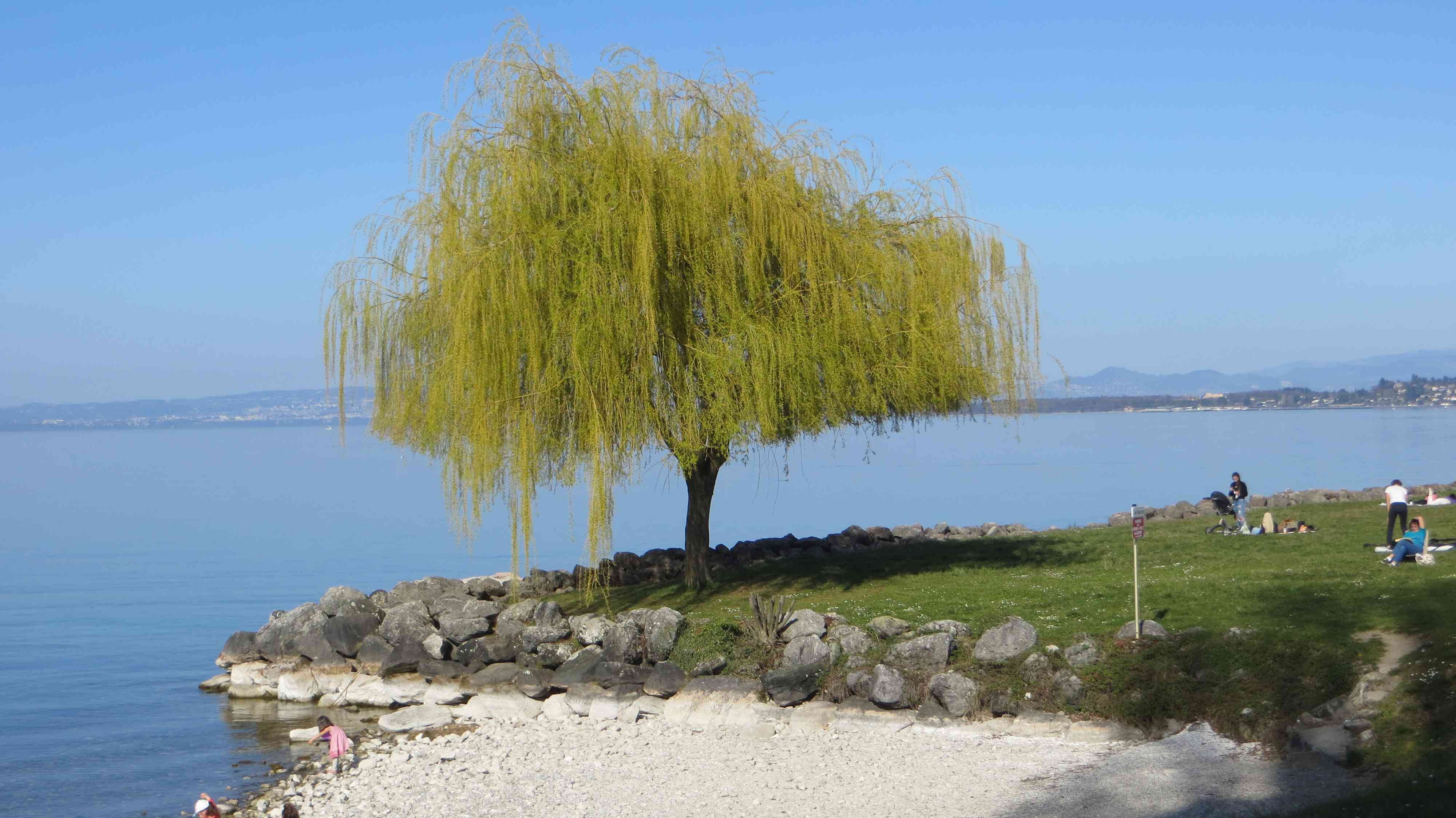 Tree at a border of a lake